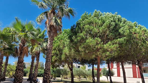 Zona curata con palme e pini, un sentiero sterrato e un edificio con pareti esterne rosse e bianche.