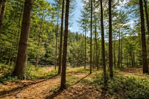 A forested area with tall trees and a dirt path.