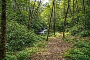 A forested area with a small waterfall and a dirt path.