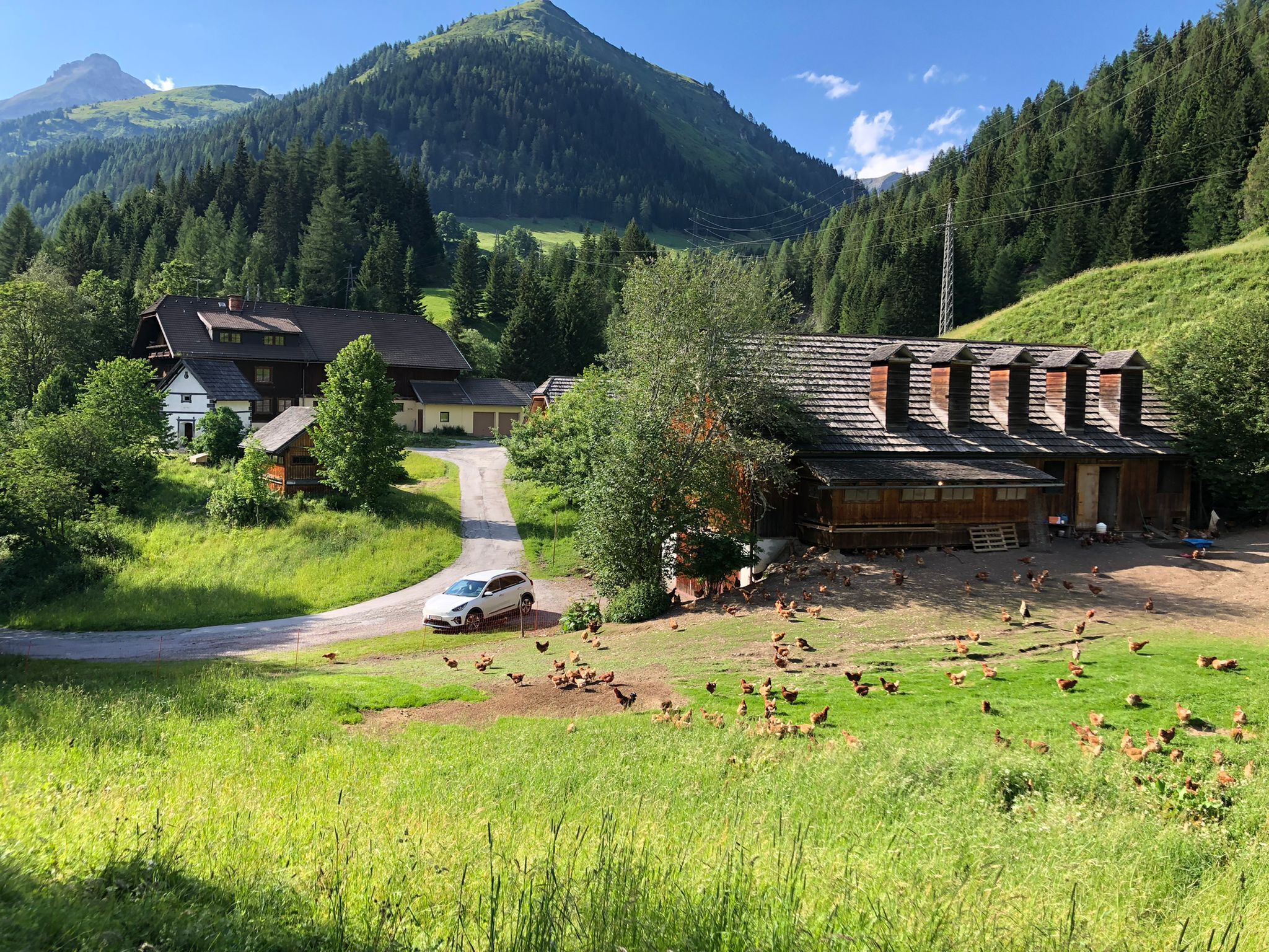 A rural setting with a farmhouse, a winding road, and a flock of chickens.