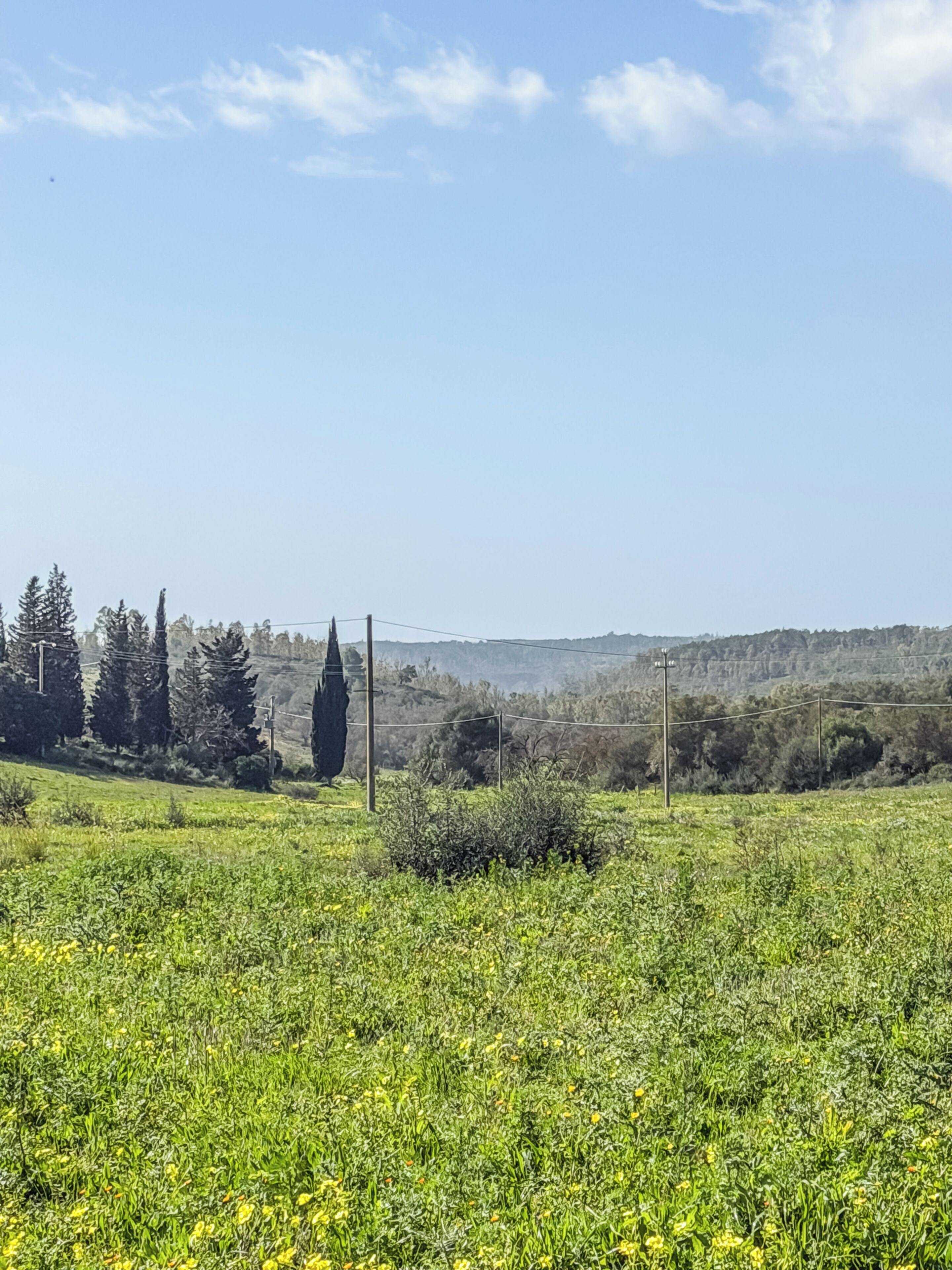 Paisagem rural com um campo de flores amarelas, árvores e uma colina ao longe.