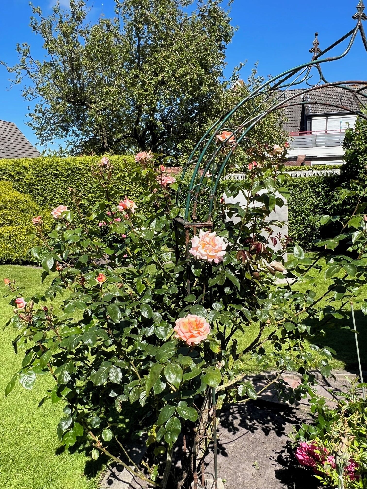 Un giardino con rose, un siepe e una casa sullo sfondo.