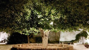 A tree in a courtyard with hay bales and a white wall in the background. - Apartment 'Masseria San Martino -3' with Shared Pool, Wi-Fi and Air Conditioning (Polignano a Mare)