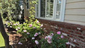 Um jardim com rosas em flor e um muro de tijolos.