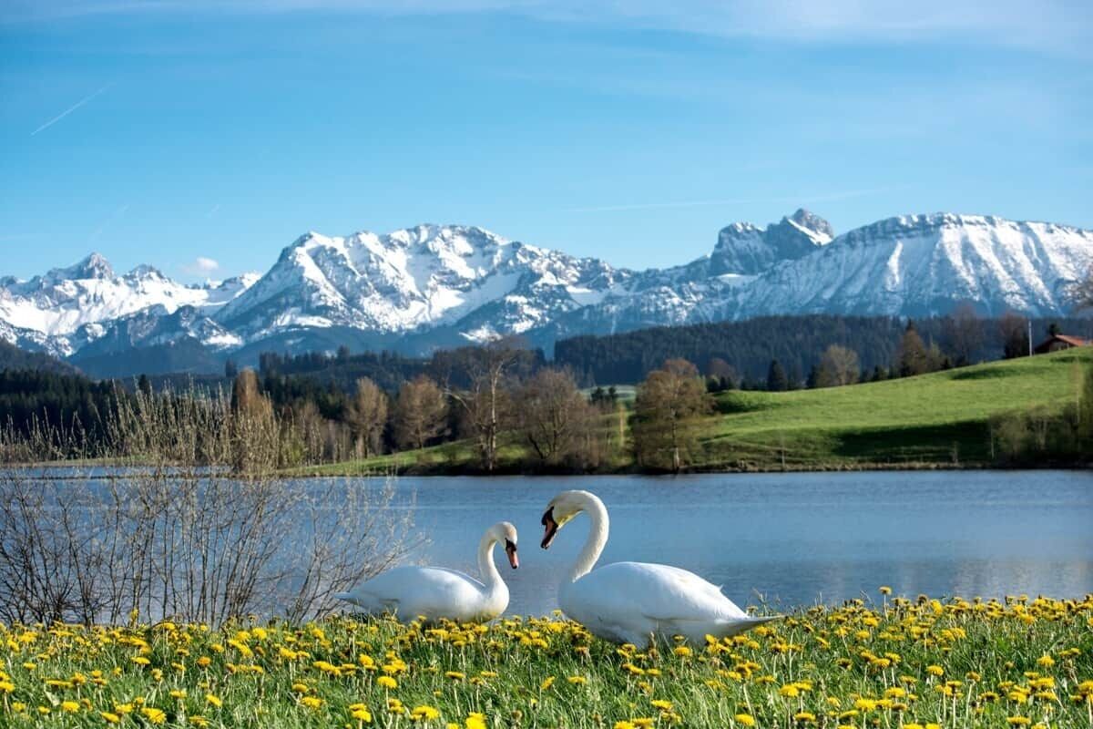 Dos cisnes en un lago, con montañas al fondo.