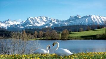 Dos cisnes en un lago, con montañas al fondo.