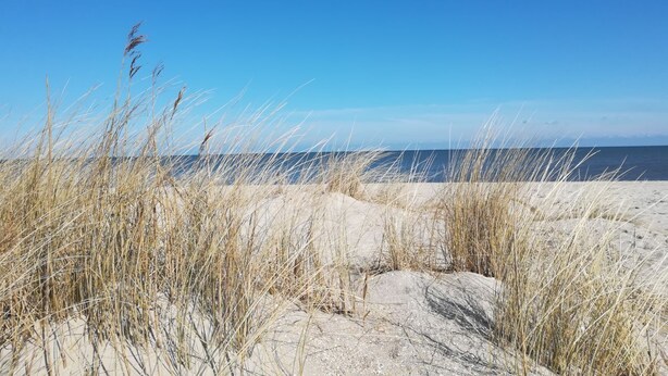 Ein Strand mit Dünen und Gras.