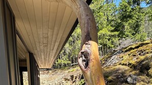 Un chemin mène à un bâtiment doté d’une entrée abritée, qui est entouré d’un paysage naturel avec des arbres et un grand tronc d’arbre.