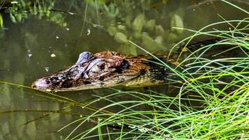 Quarto triplo, vista para o jardim | Diversos