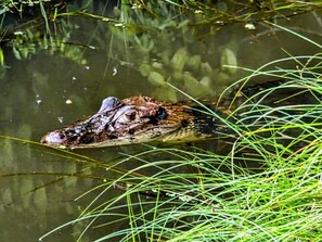 Triple Room, Garden View | Miscellaneous - Tambopata Edosikiana Ecolodge (Madre de Dios)