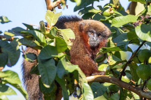 Tambopata Edosikiana Ecolodge
