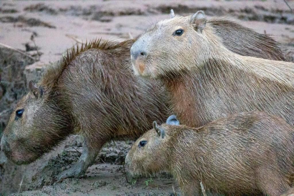 Triple Room, Garden View | Miscellaneous