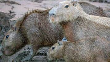 Triple Room, Garden View | Miscellaneous