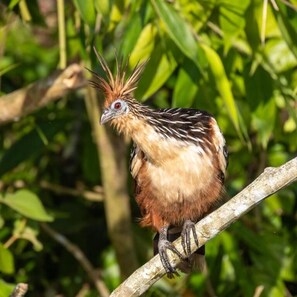 Miscellaneous - Tambopata Edosikiana Ecolodge (Madre de Dios)