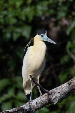 Miscellaneous - Tambopata Edosikiana Ecolodge (Madre de Dios)