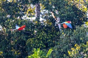 Miscellaneous - Tambopata Edosikiana Ecolodge (Madre de Dios)
