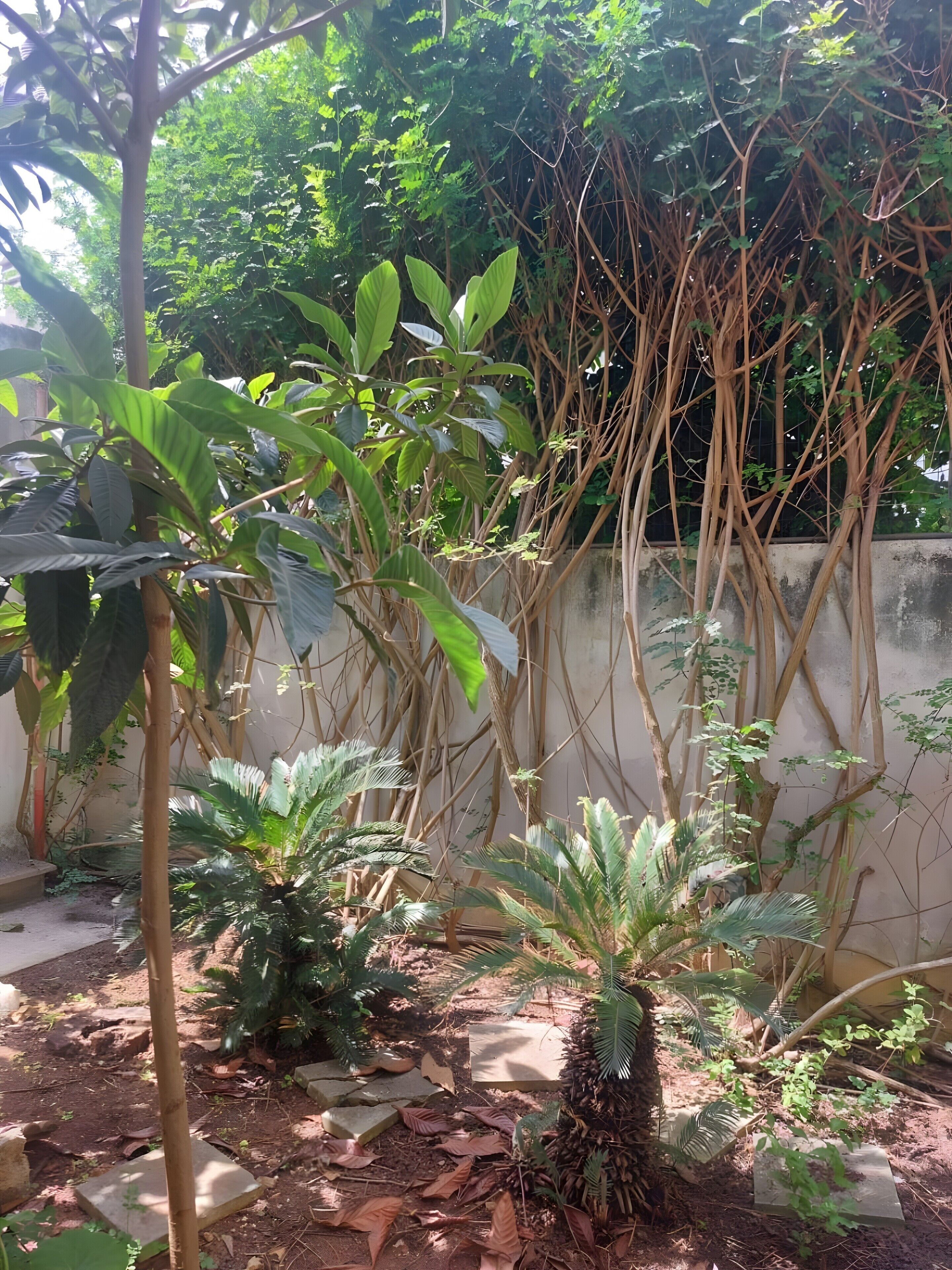 Área da propriedade