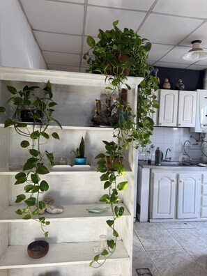 Une cuisine avec des meubles blancs, un évier et diverses plantes en pot disposées sur des étagères.