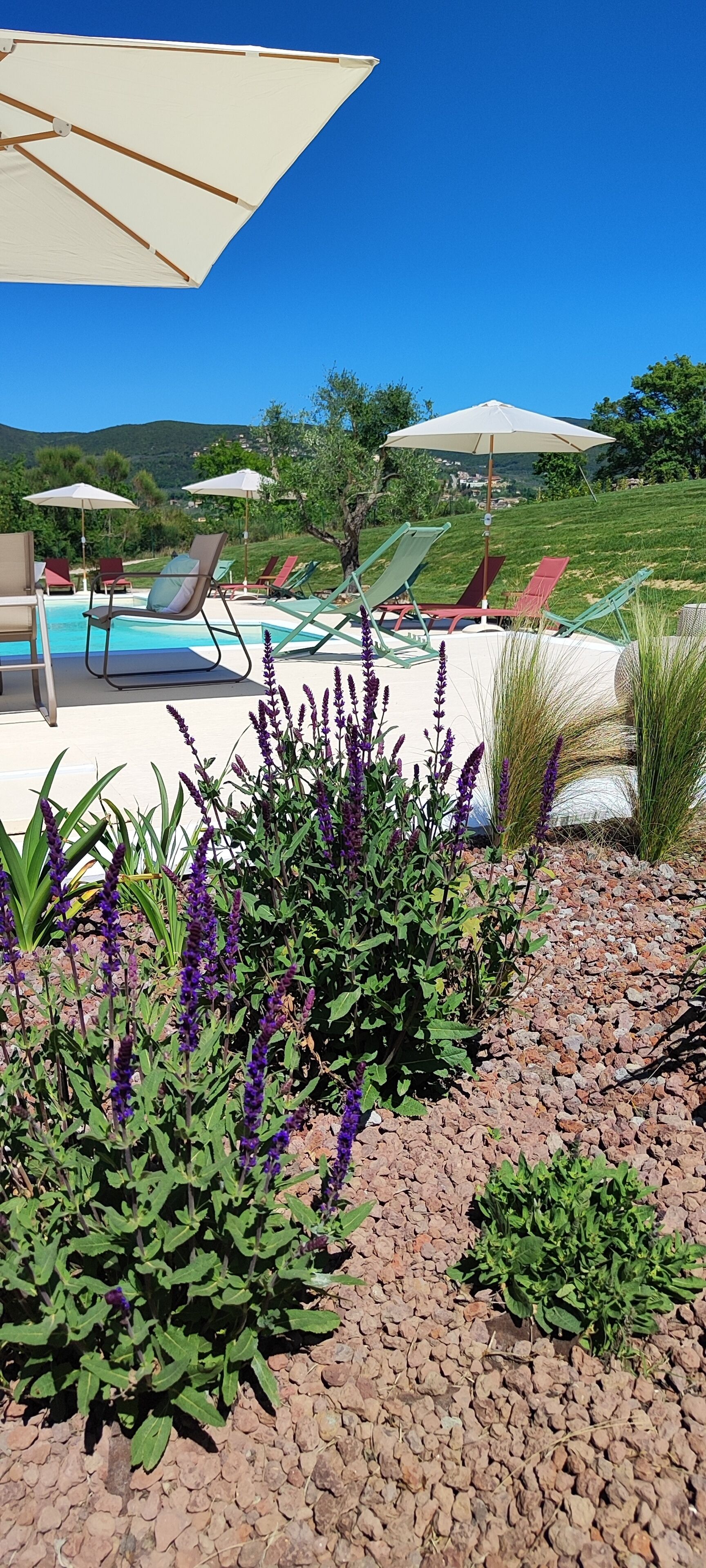 A pool area with lounge chairs and umbrellas, surrounded by plants and a view of hills.