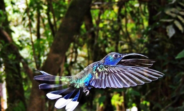 Miscellaneous - Vrbo Property (Monteverde)