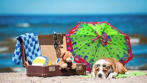 A beach scene with a suitcase, a beach ball, a teddy bear, and a dog wearing sunglasses.