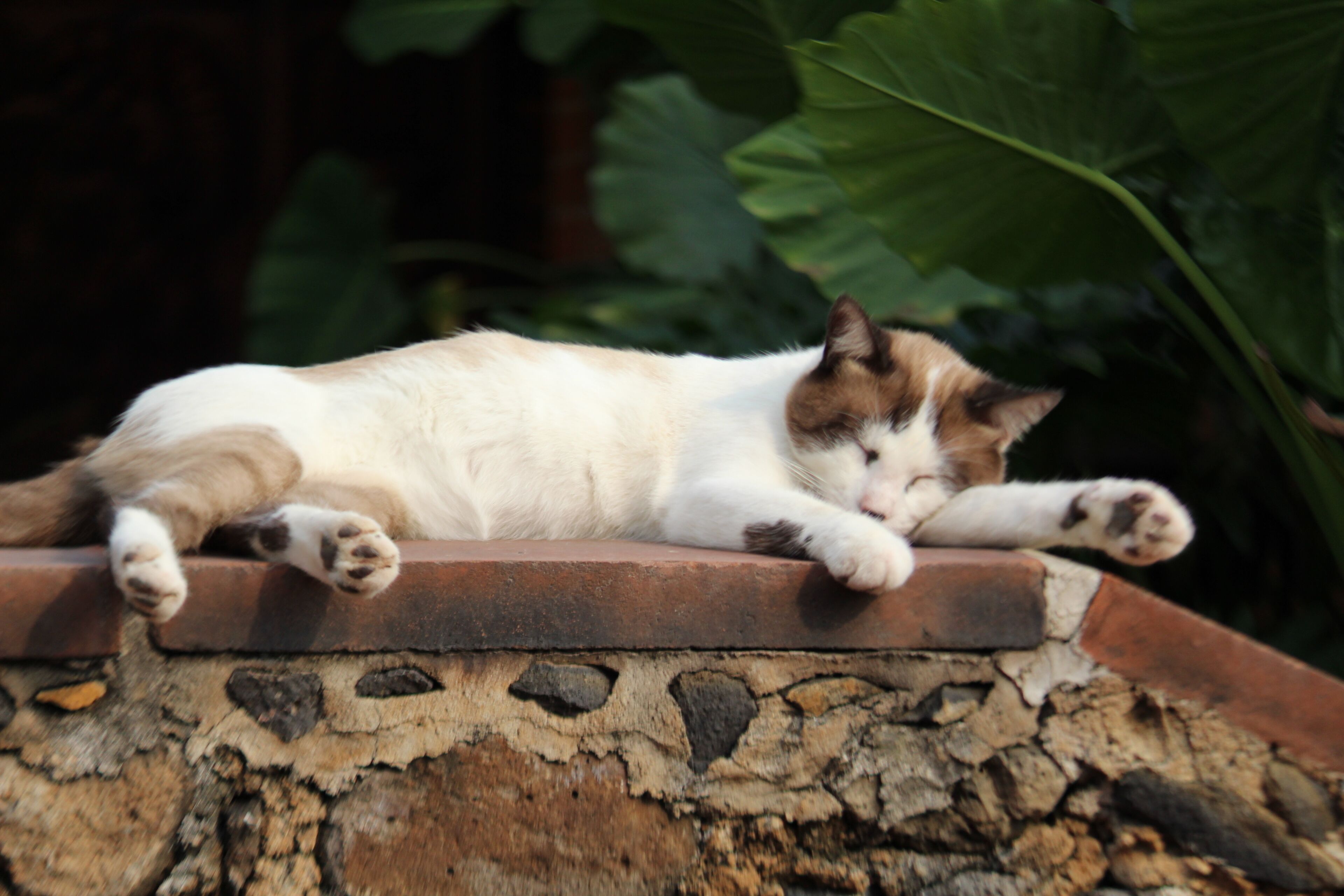 A cat lying on a stone ledge.