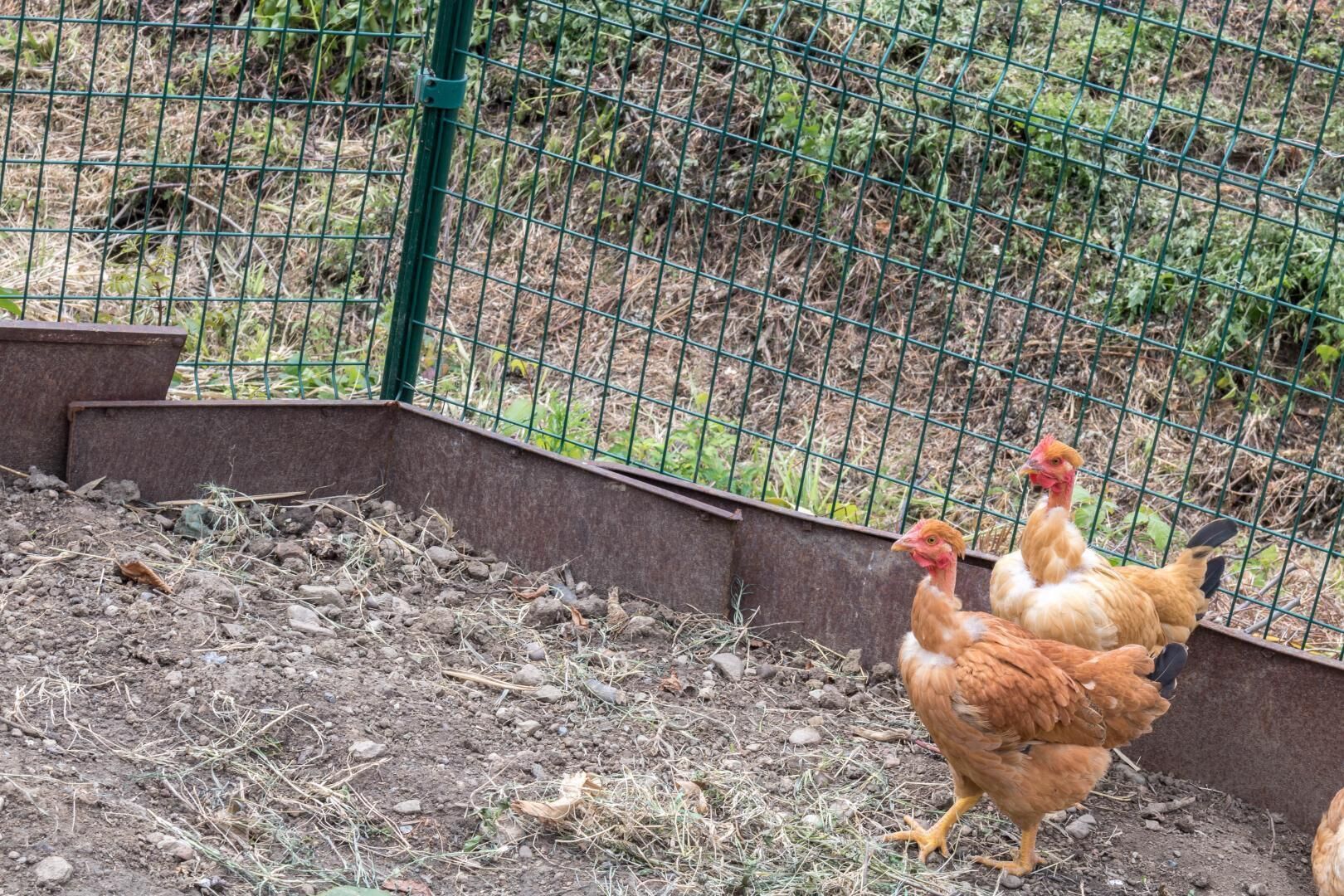 A fenced area with chickens, a green metal fence, and a concrete wall.