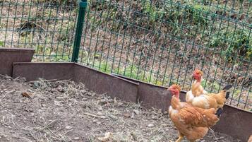 A fenced area with chickens, a green metal fence, and a concrete wall.