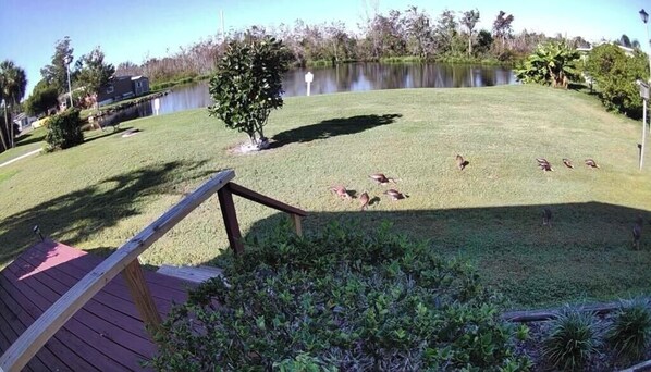 A grassy area with a pond, a wooden deck, and a tree.