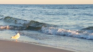 Ein Strand mit Wellen und einer Möwe.