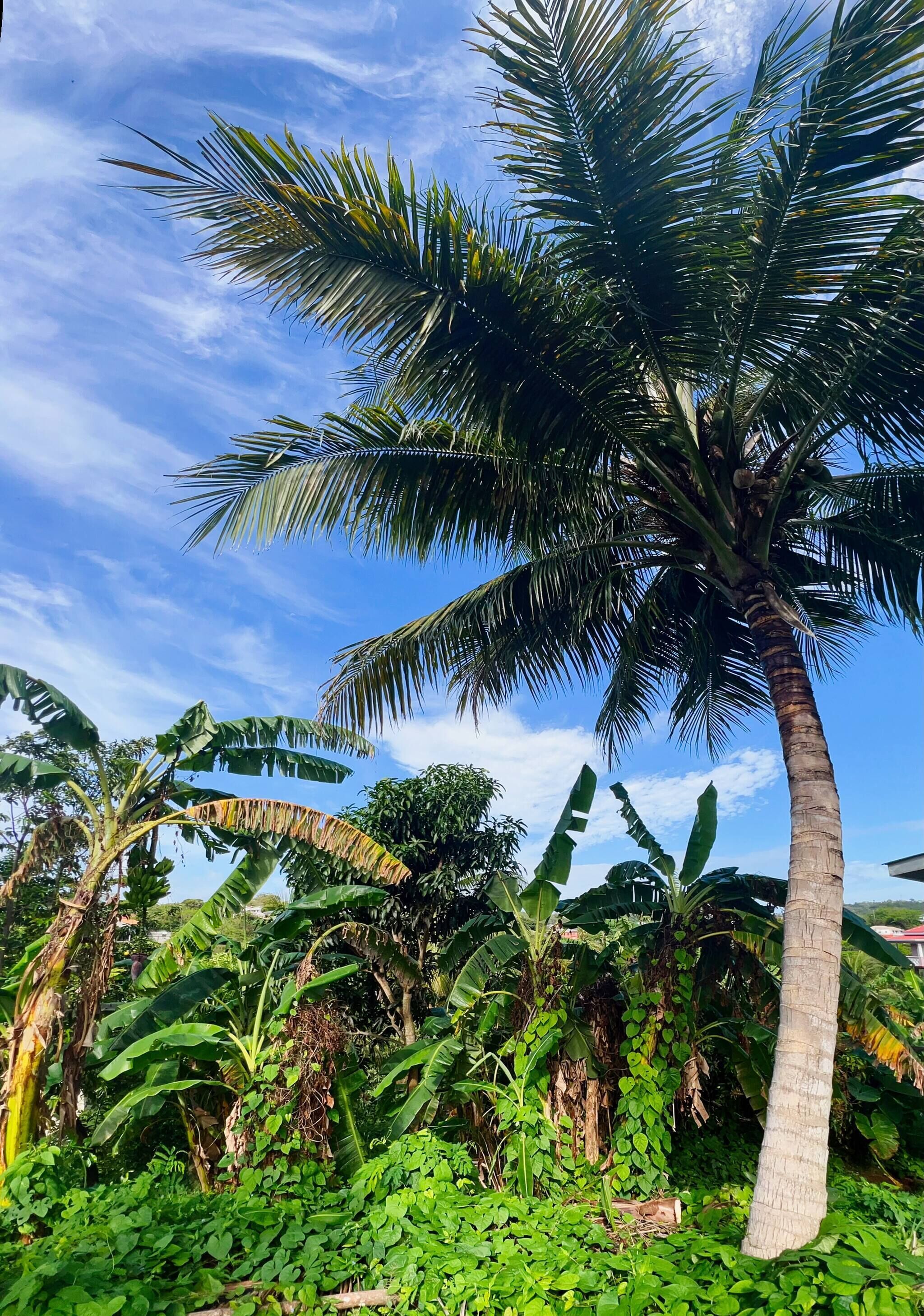 Apartamento, 3 habitaciones, balcón | Jardines del alojamiento