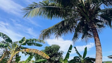 Apartamento, 3 habitaciones, balcón | Jardines del alojamiento