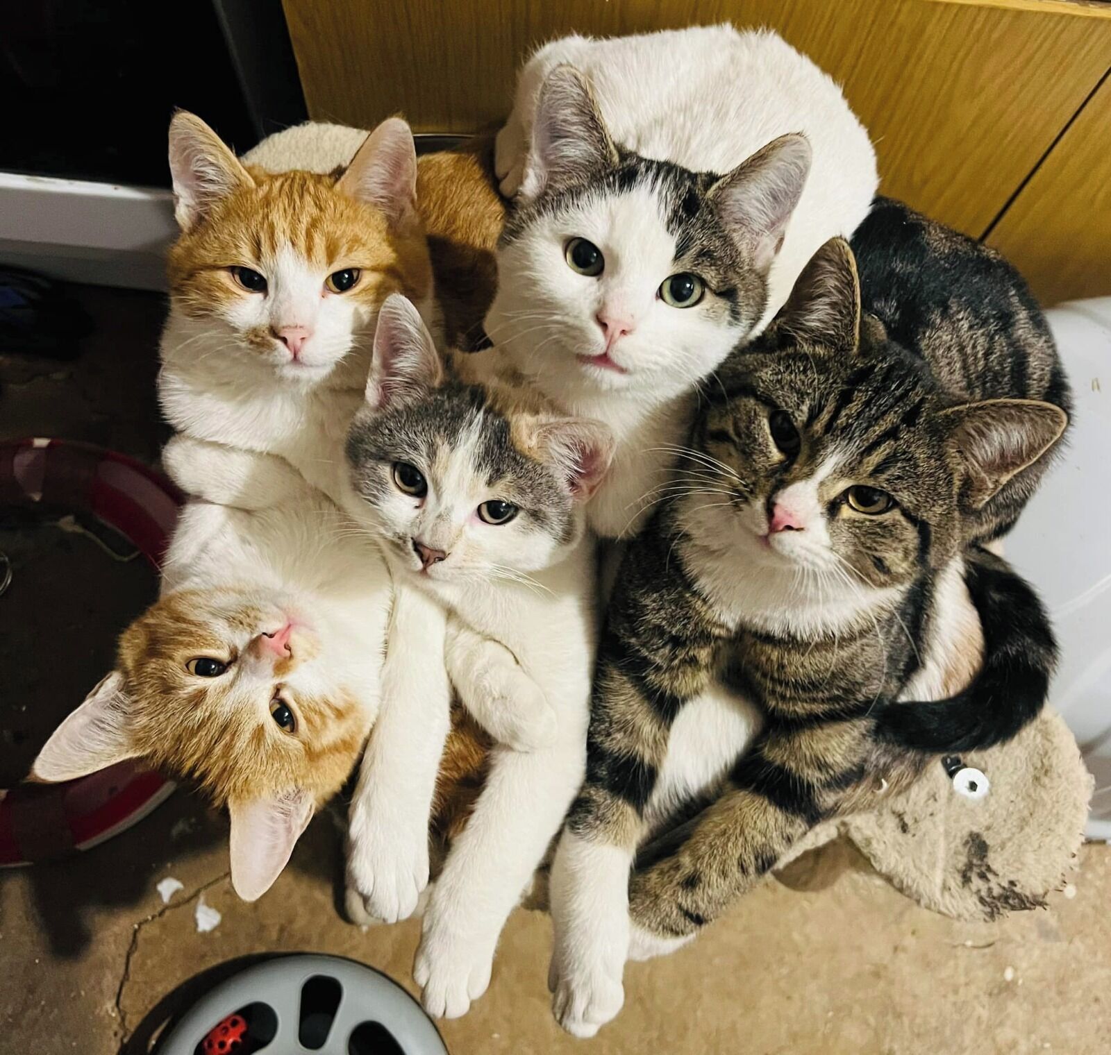 Animaux de compagnie acceptés