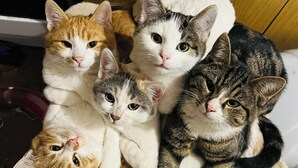 Un grupo de gatos sentados juntos.