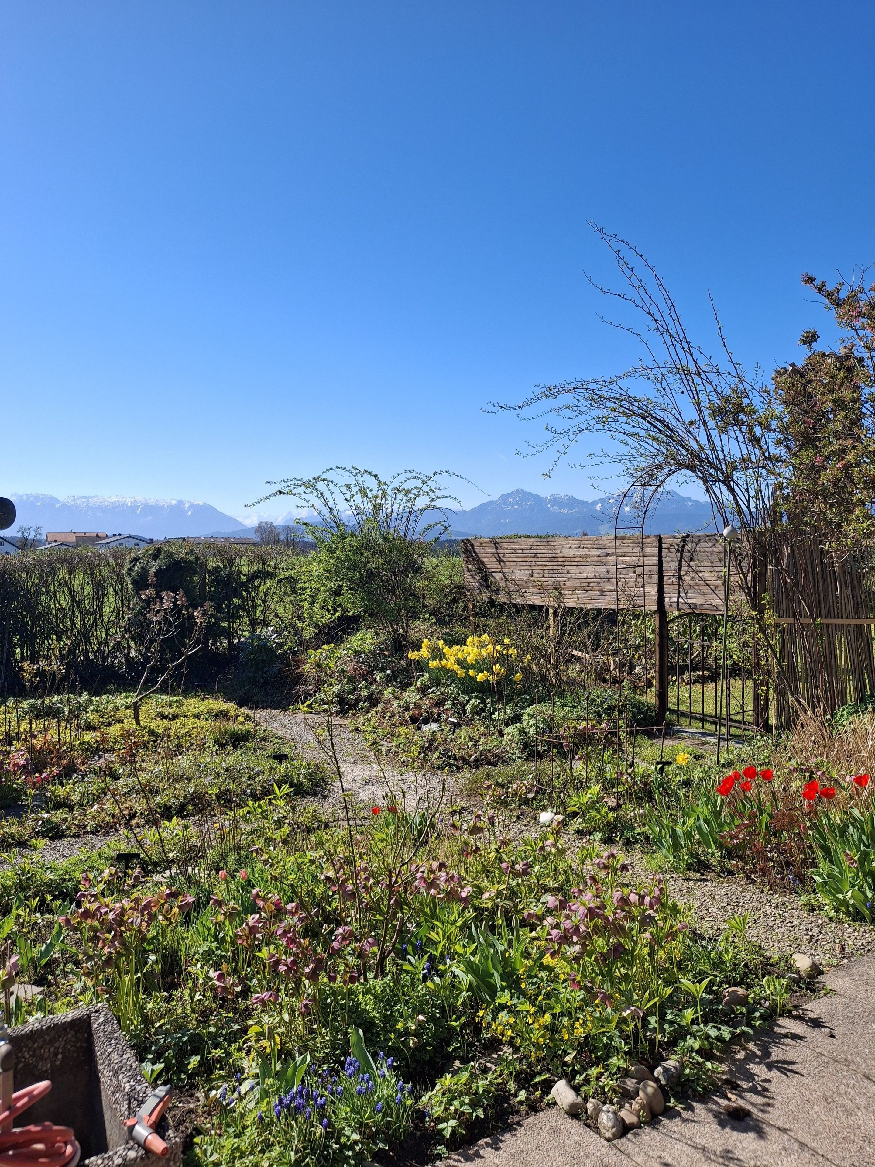 A garden with various plants and flowers, a wooden fence, and a view of mountains in the background.