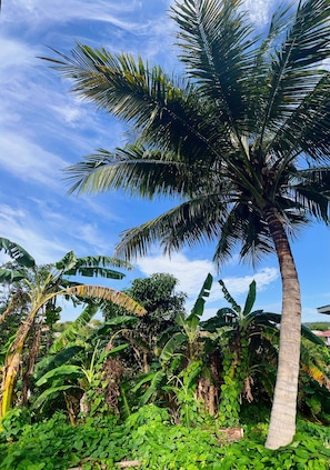 Property grounds - Tropical Breeze Grenada (st david's)