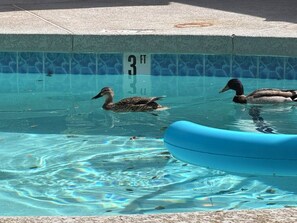 Piscina a l'aire lliure 