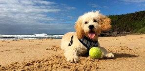 Beach - Towradgi Beach | Sleep 4 • Baby + Pet Ready (Towradgi)