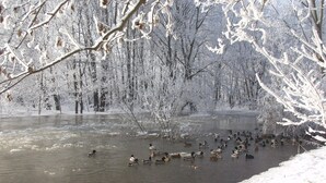Ein gefrorener Fluss mit schwimmenden Enten, umgeben von schneegebundenen Bäumen.