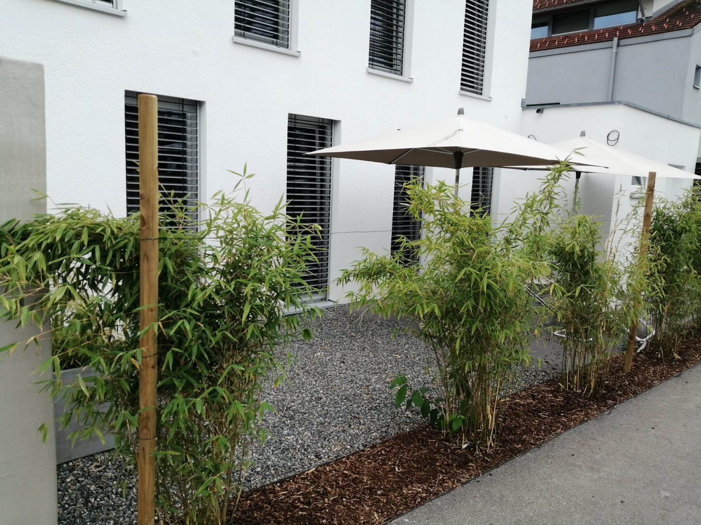 A courtyard with a gravel path, bamboo plants, and a white building with multiple windows and shutters.