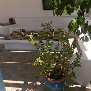 Property grounds - DEDES APARTMENTS (Agistri)