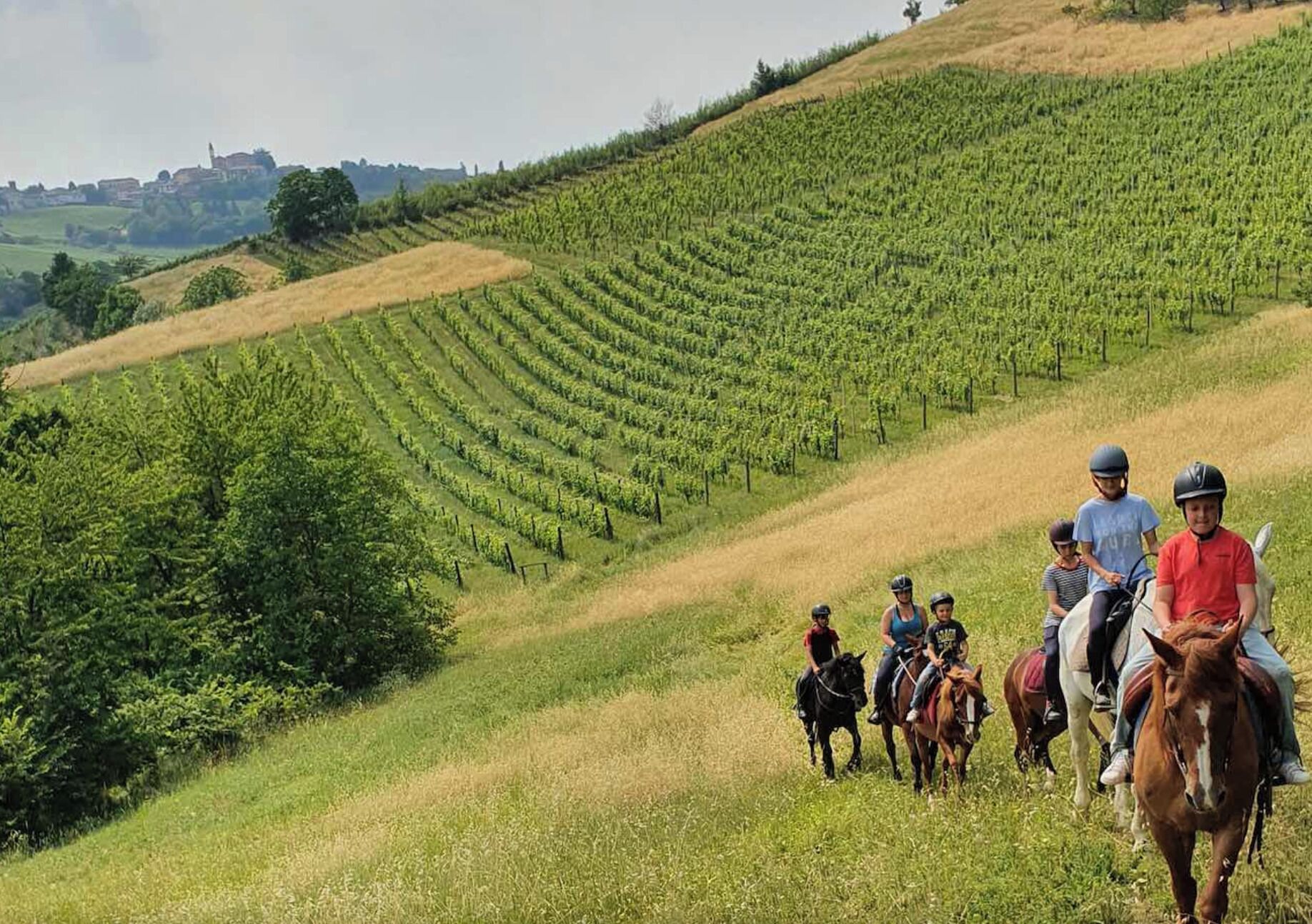 A vineyard with rows of grapevines and people riding horses.