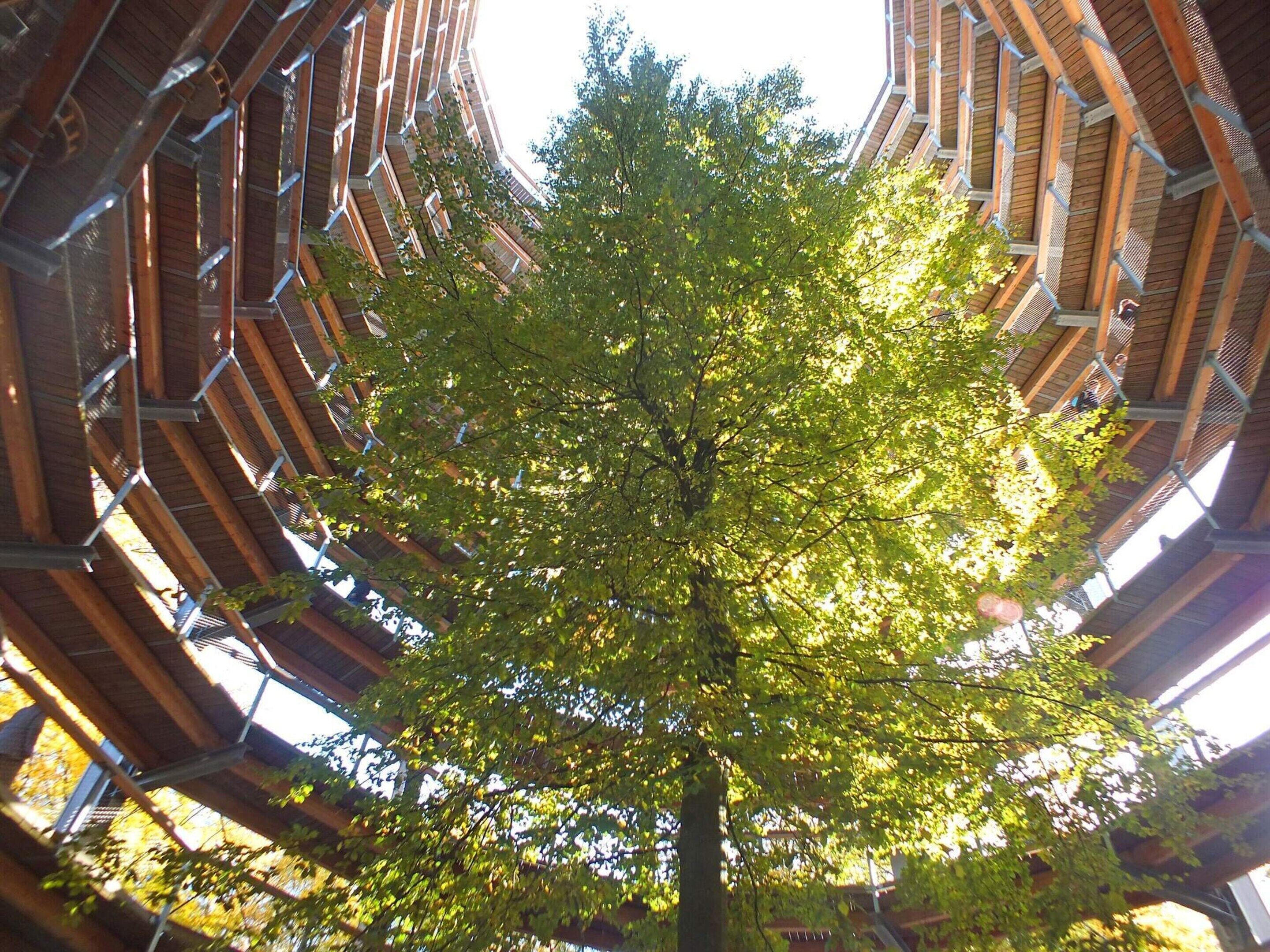 A tree in a modern building with a unique architectural design.