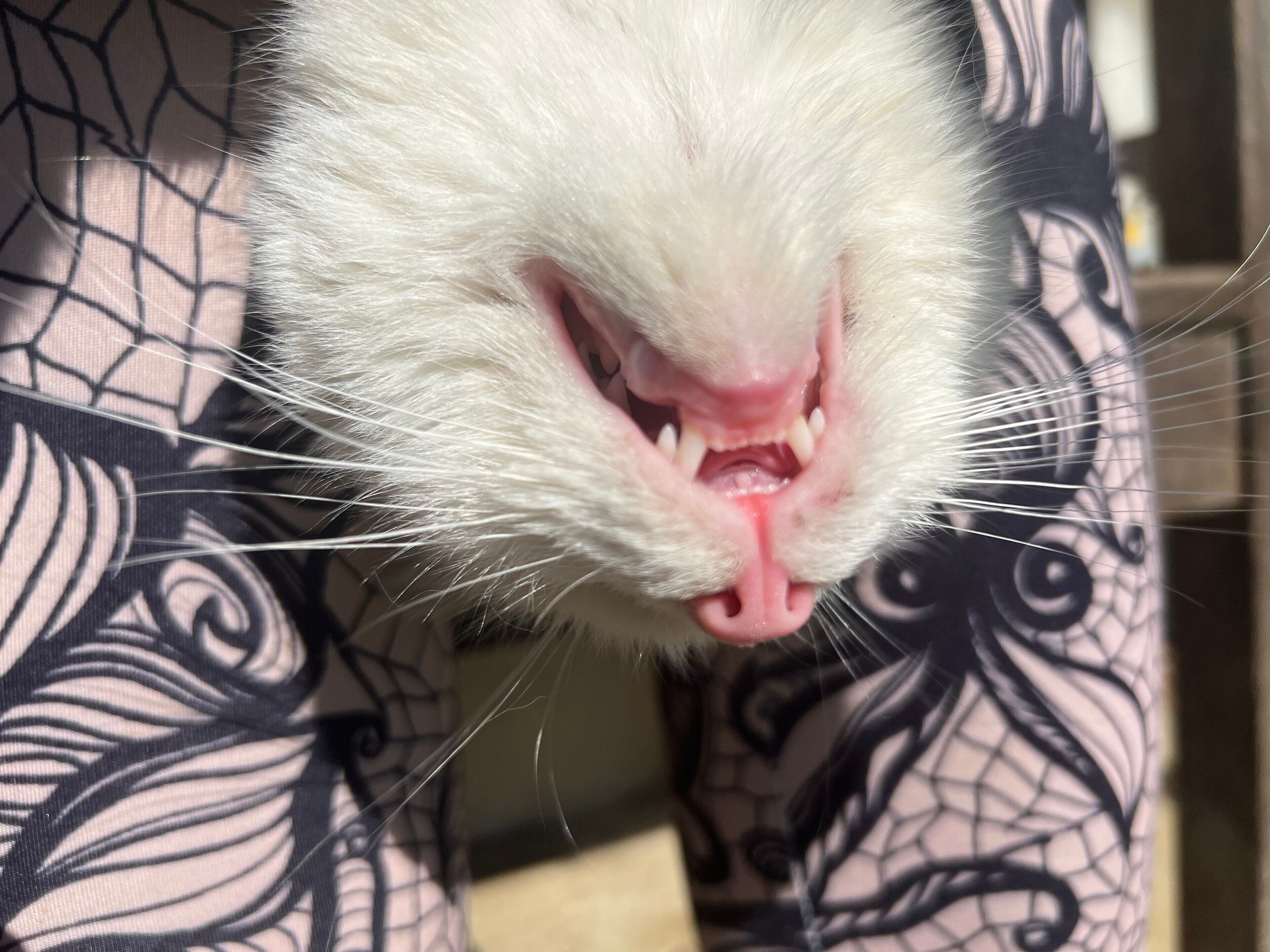 Een close-up van een kattengezicht met een zwart-wit patroon op de kleding.