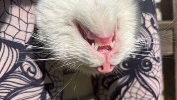 Een close-up van een kattengezicht met een zwart-wit patroon op de kleding.