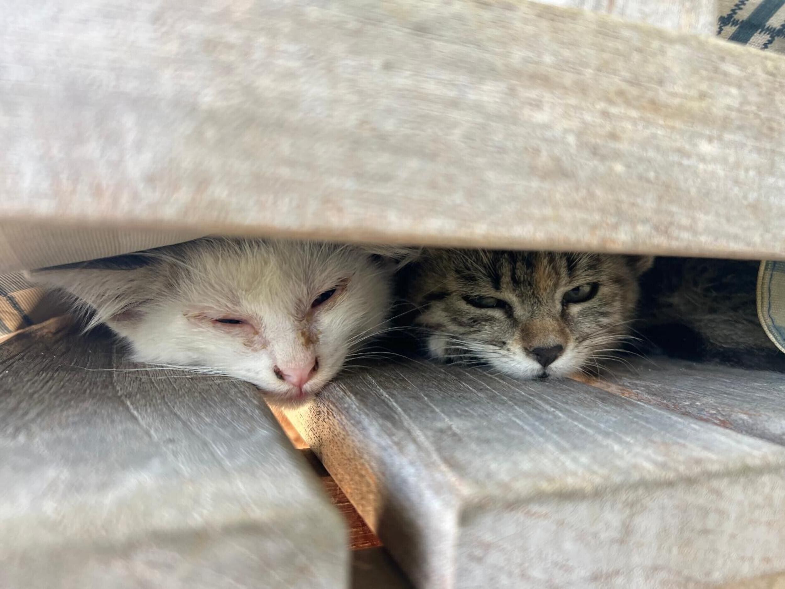 A cat and a kitten under a piece of furniture.