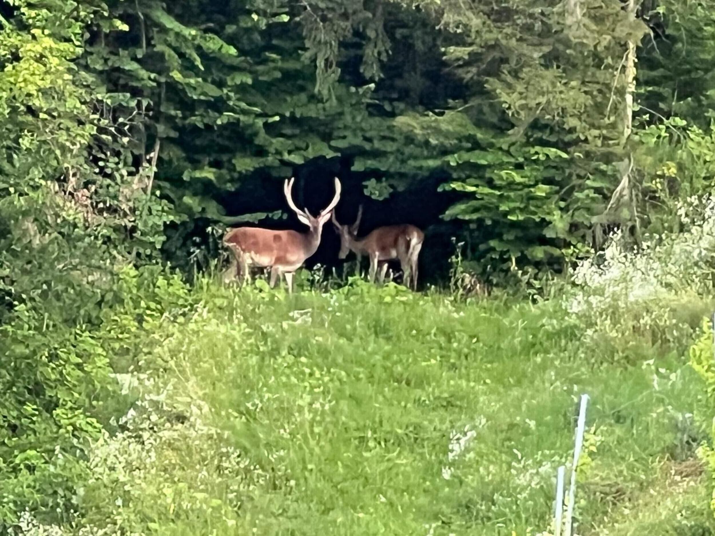A natural outdoor setting with two deer, dense greenery, and a fence post.