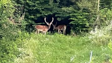 A natural outdoor setting with two deer, dense greenery, and a fence post.