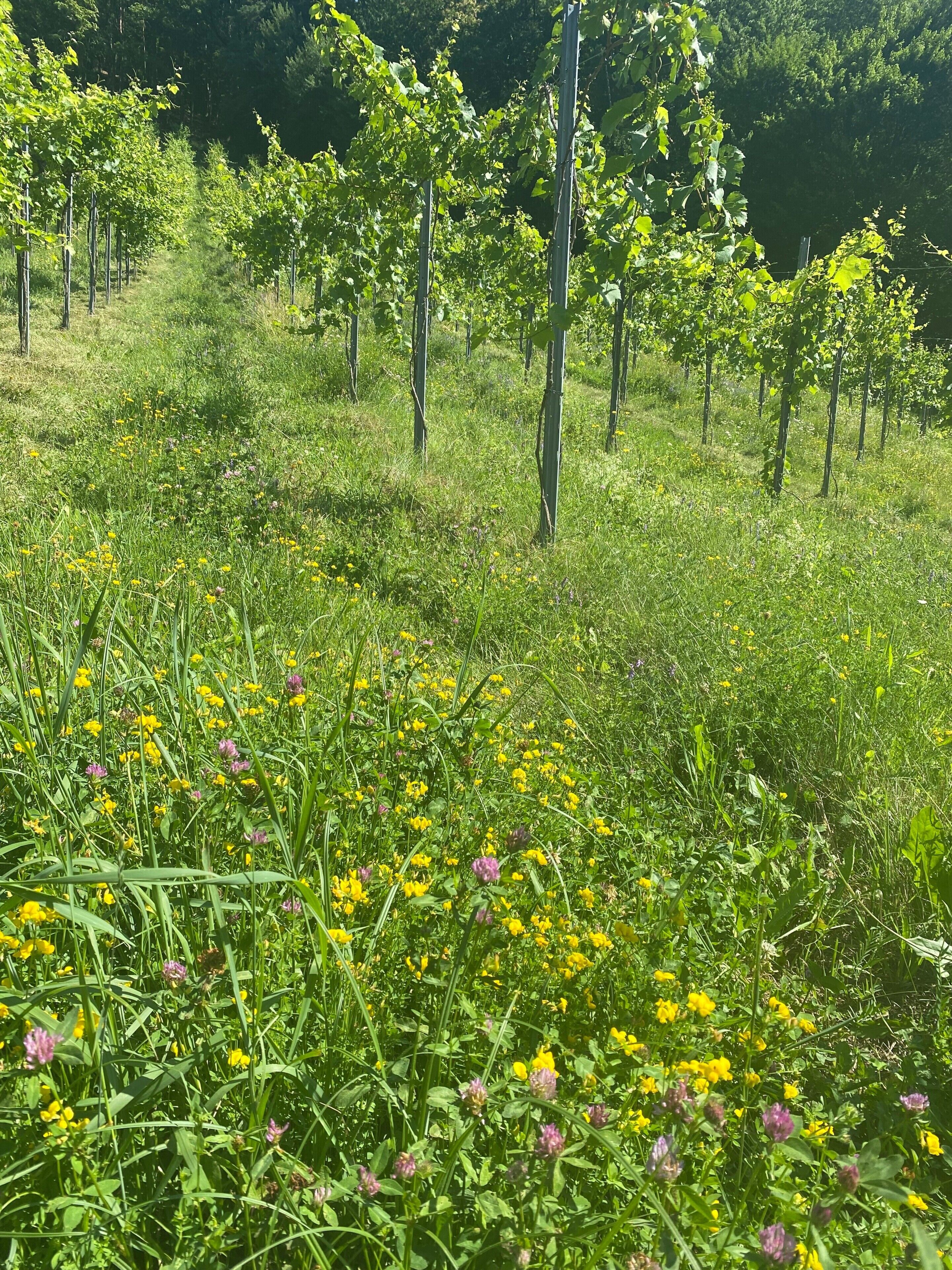Un vignoble avec des rangées de vignes et un champ de fleurs jaunes.