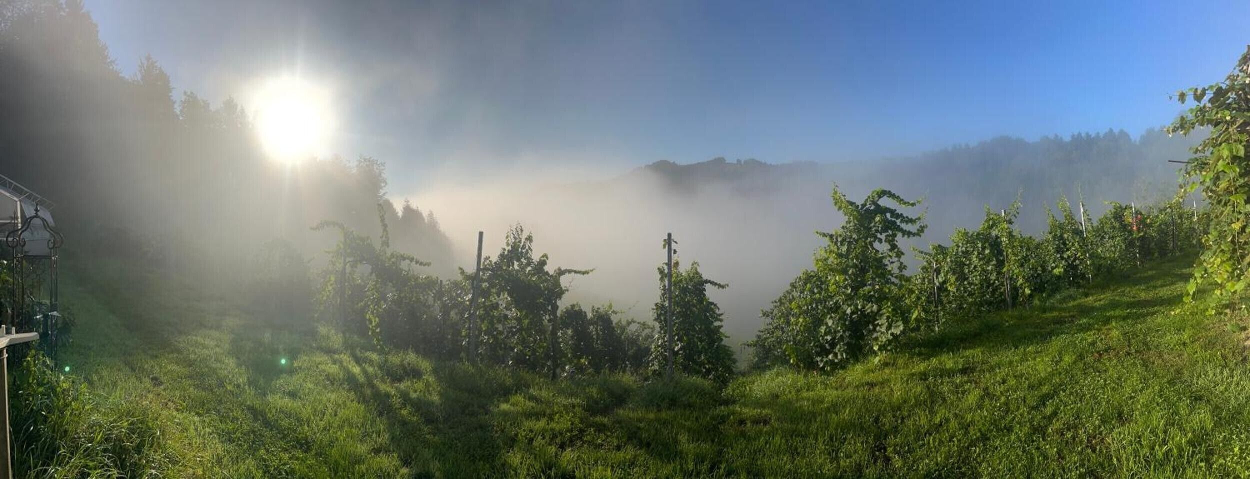 A misty landscape with a clear sky and sunlight filtering through.